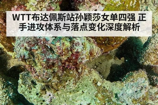 WTT布达佩斯站孙颖莎女单四强 正手进攻体系与落点变化深度解析